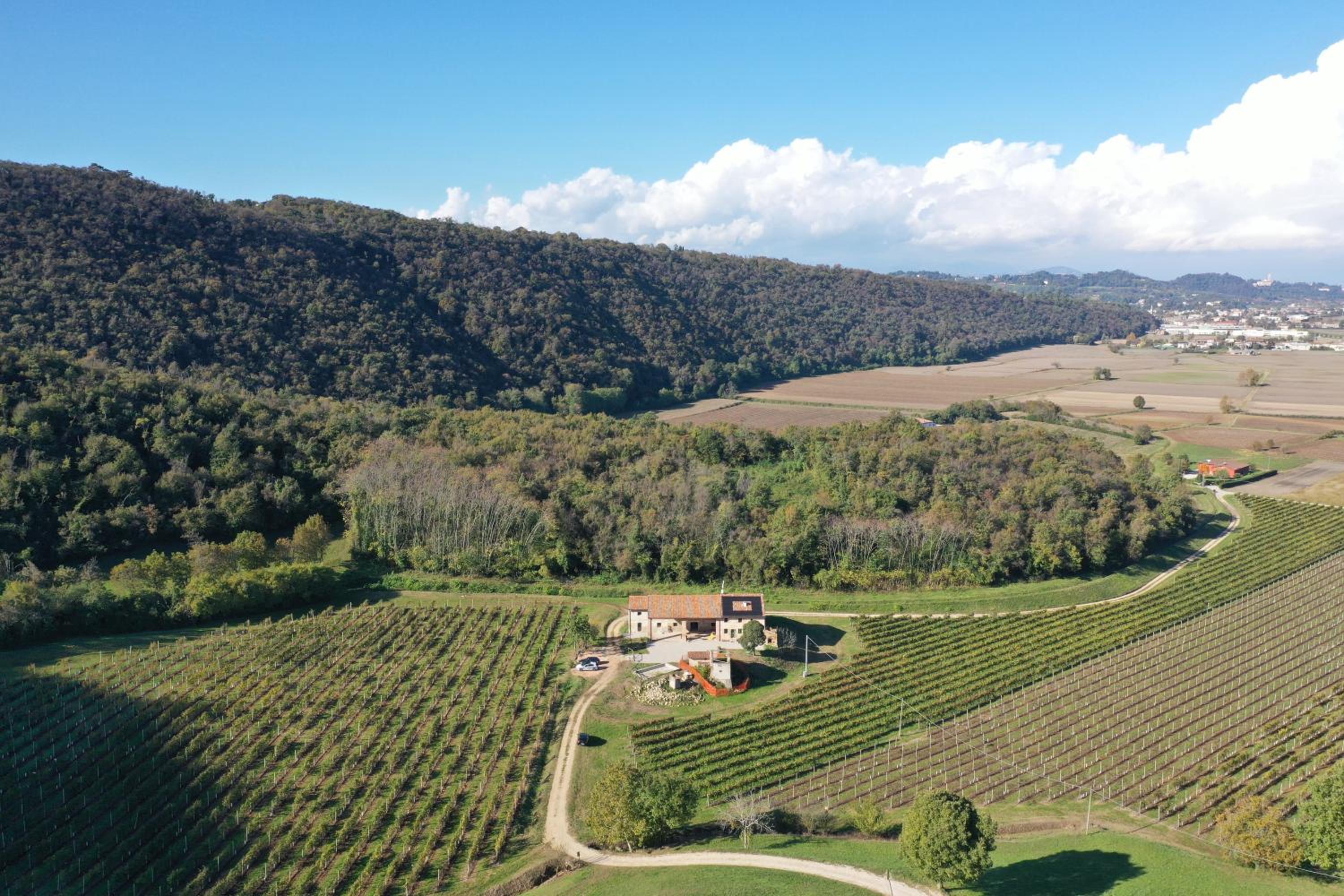 Palladio Vineyard