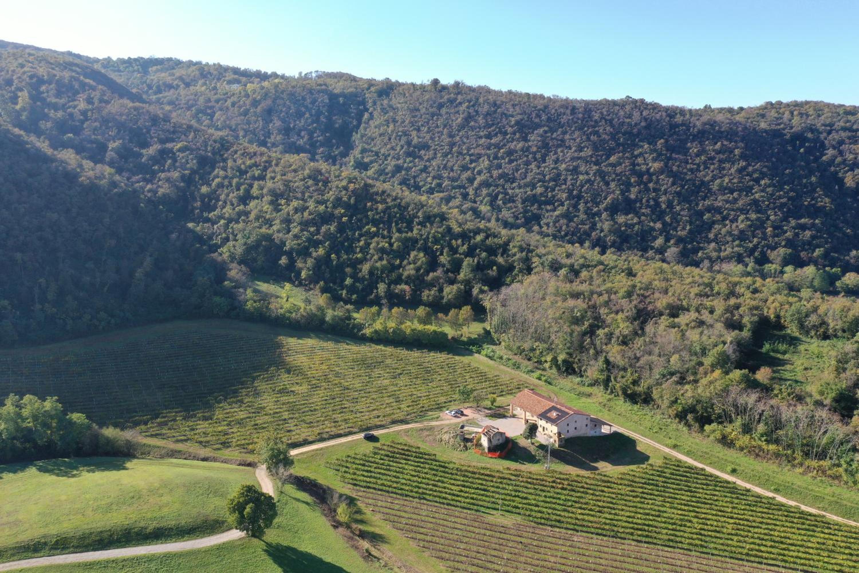 Palladio Vineyard