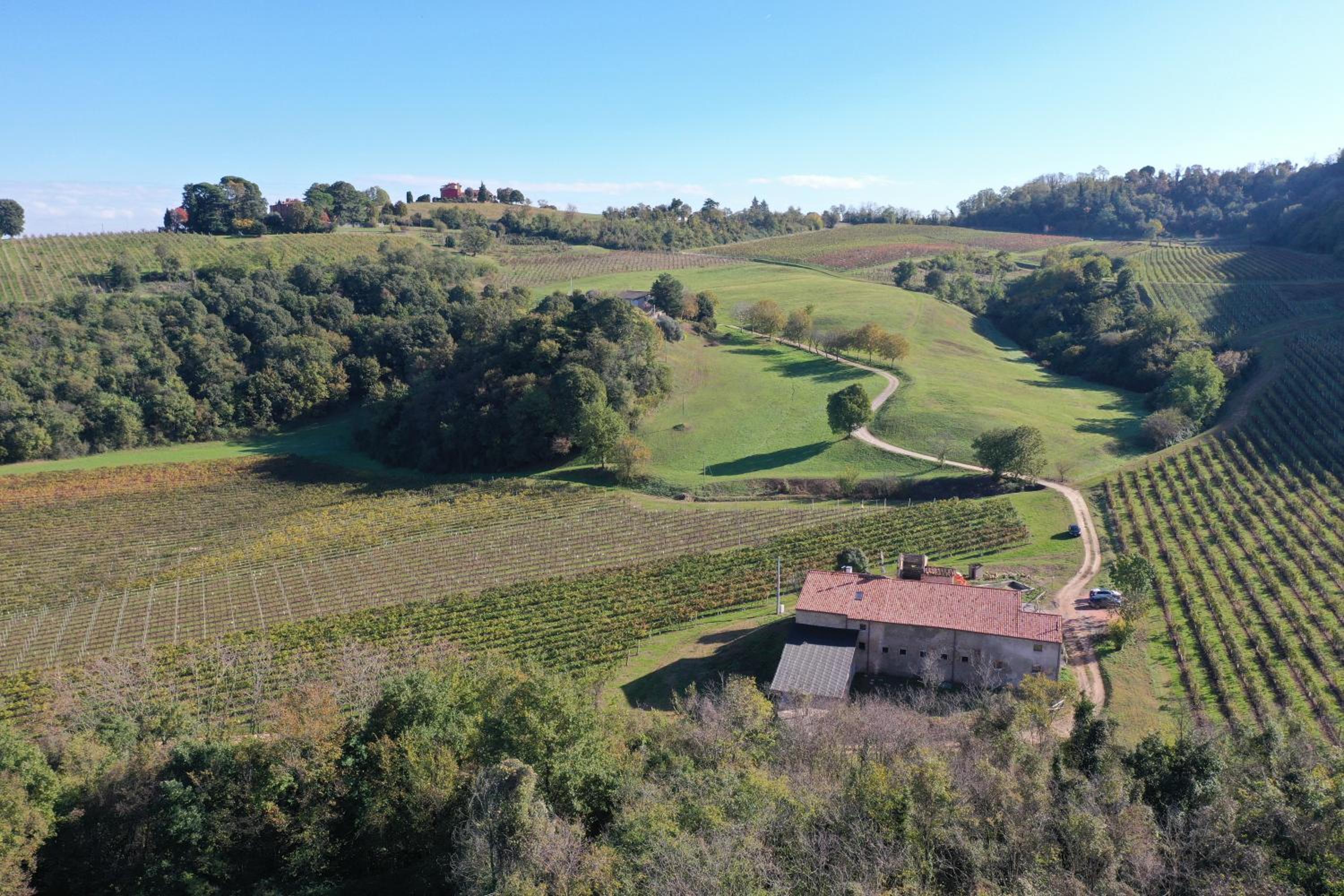 Palladio Vineyard