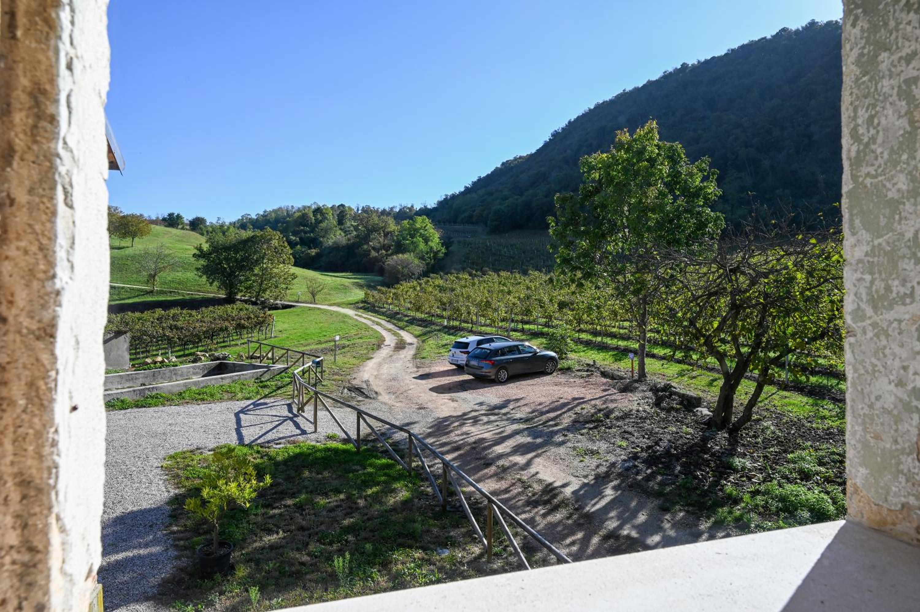 Palladio Vineyard
