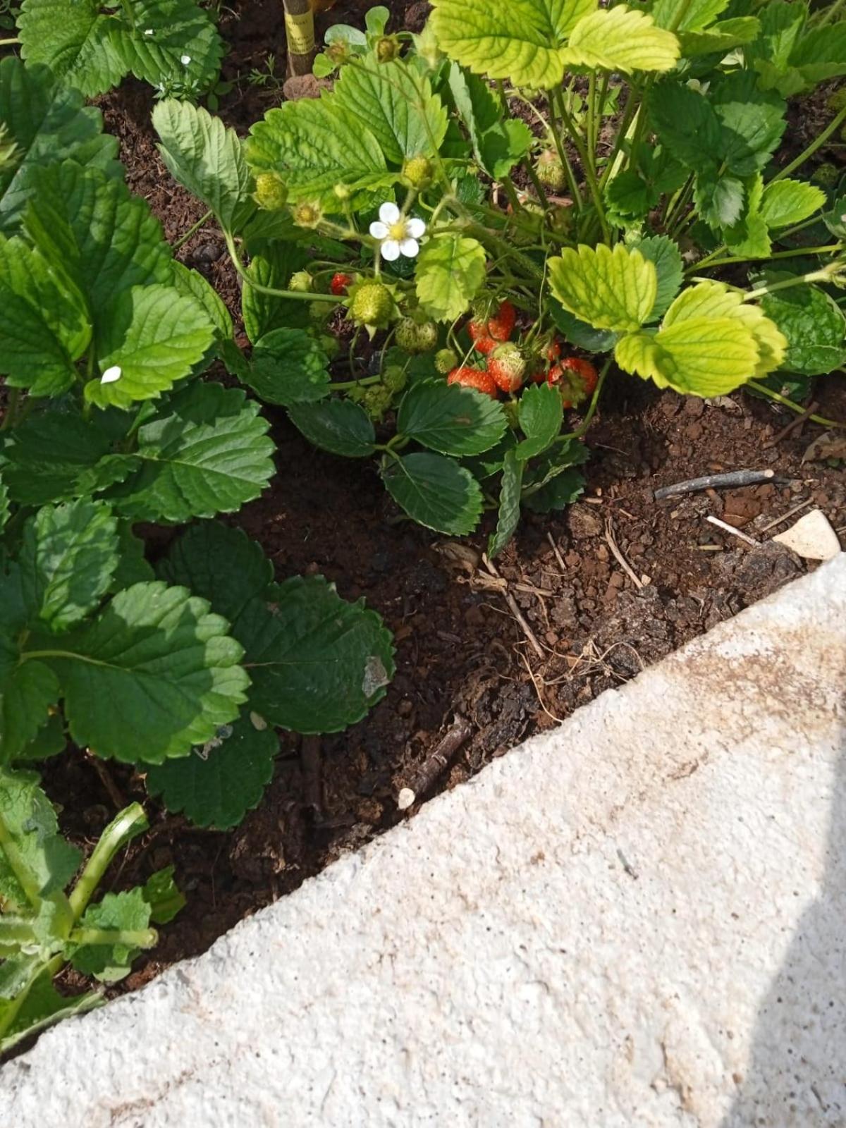 SVEMA APARTMAN