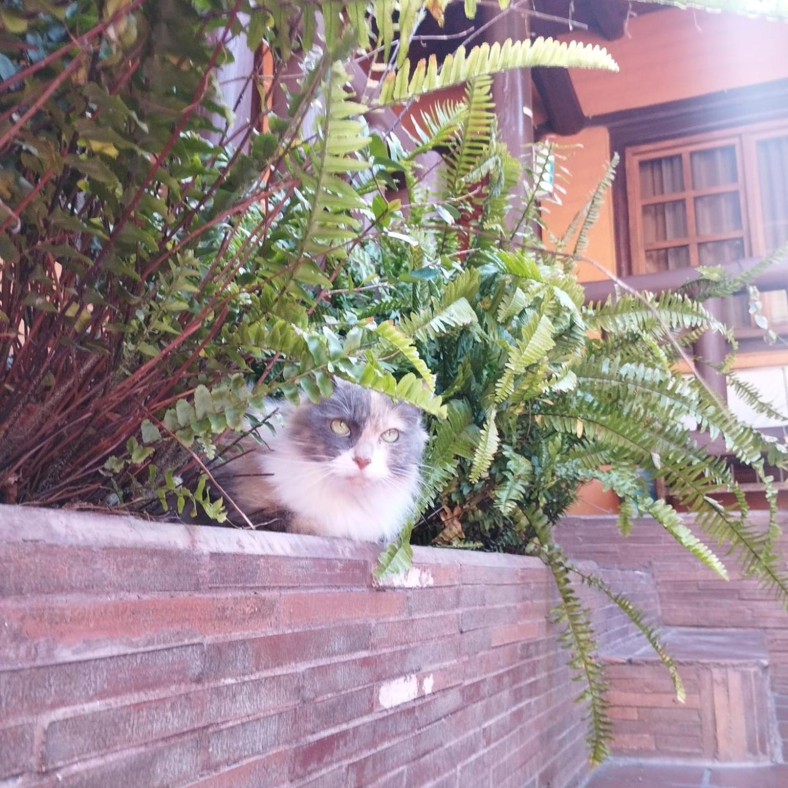 Photo 39