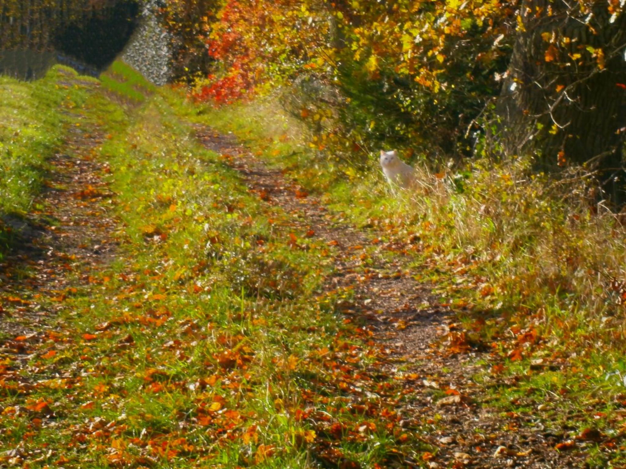 Le Renard'or