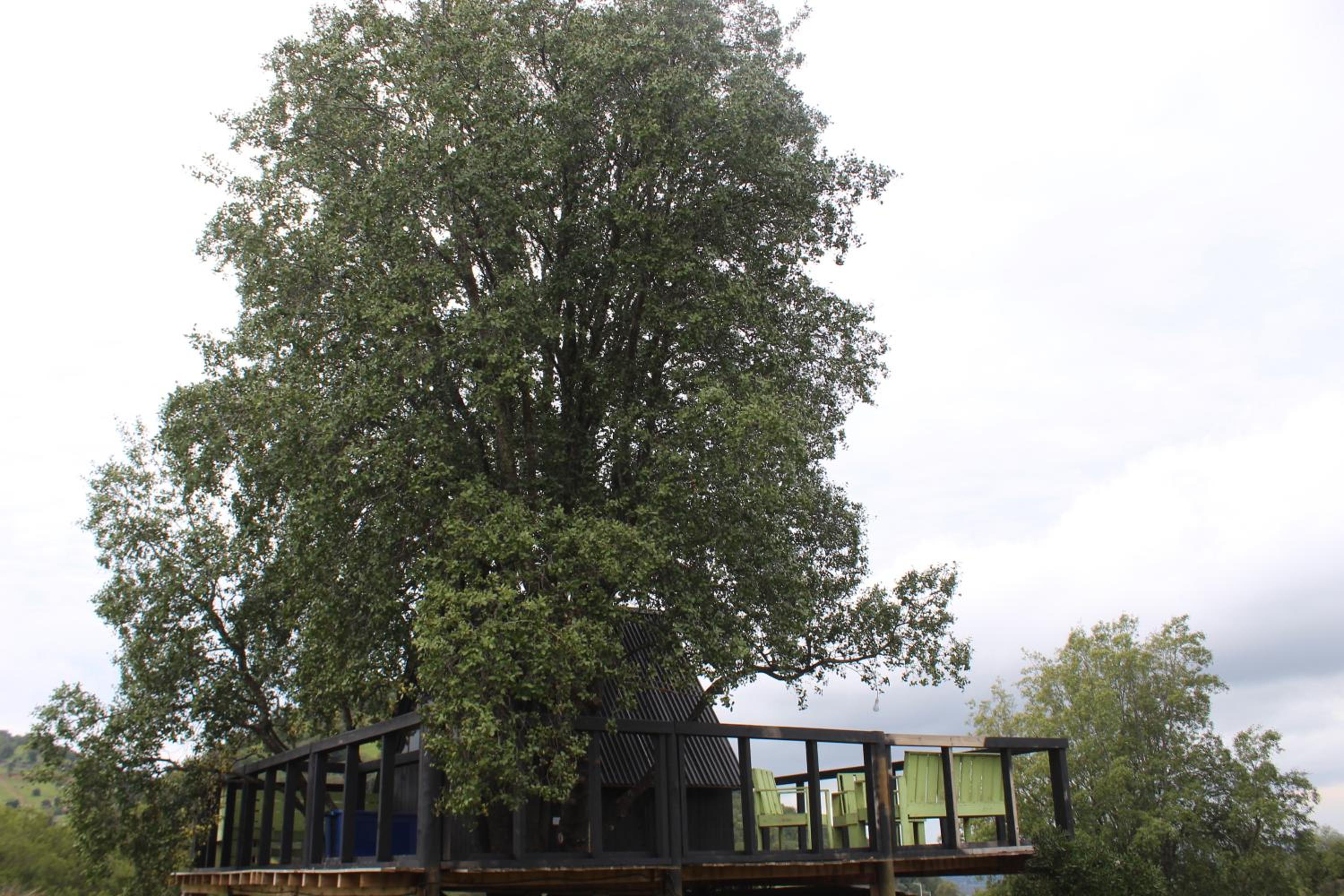 Cabaña en Arbol Quillay a 6Mts