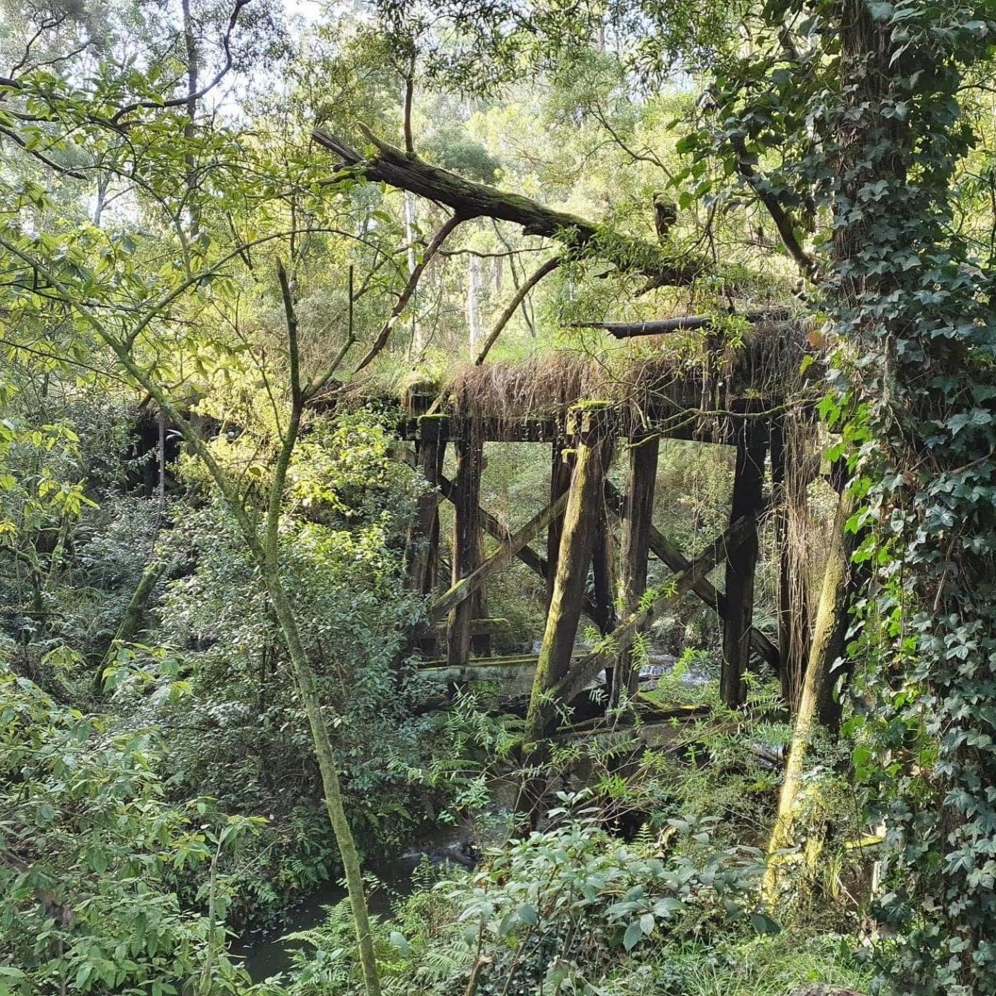 Eucalyptus House