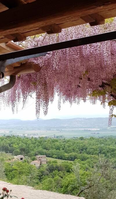 Vesper - Casale con piscina - Ad Galli Cantum photo 5