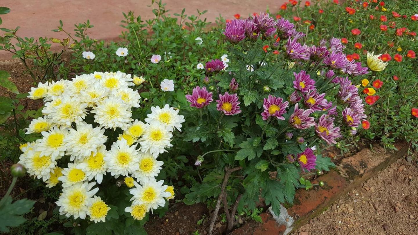 Shyama House view 5