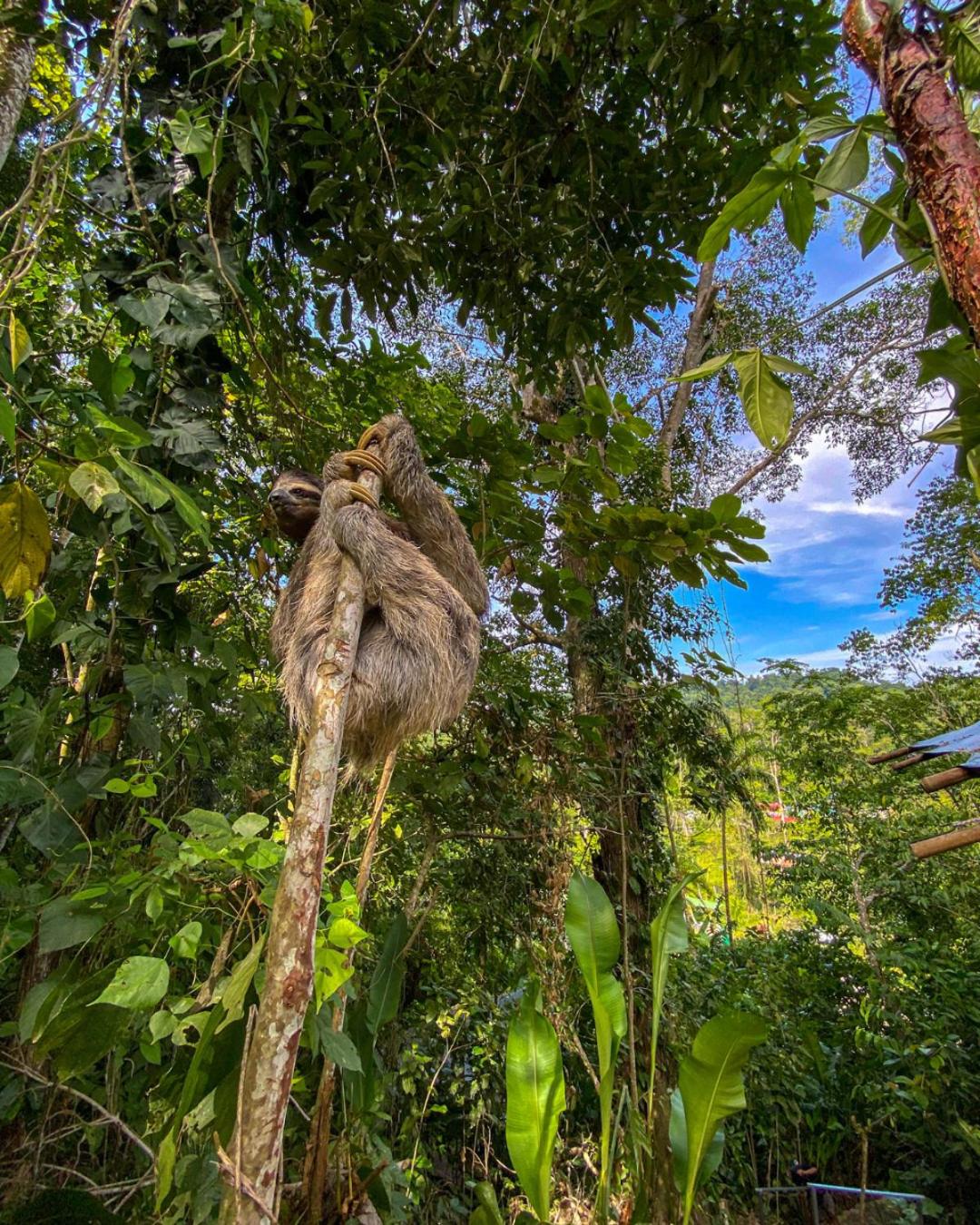 Costa Rica Caribbean Coast Vacations - Colina Secreta - Glamping and Villas - Property Image 30