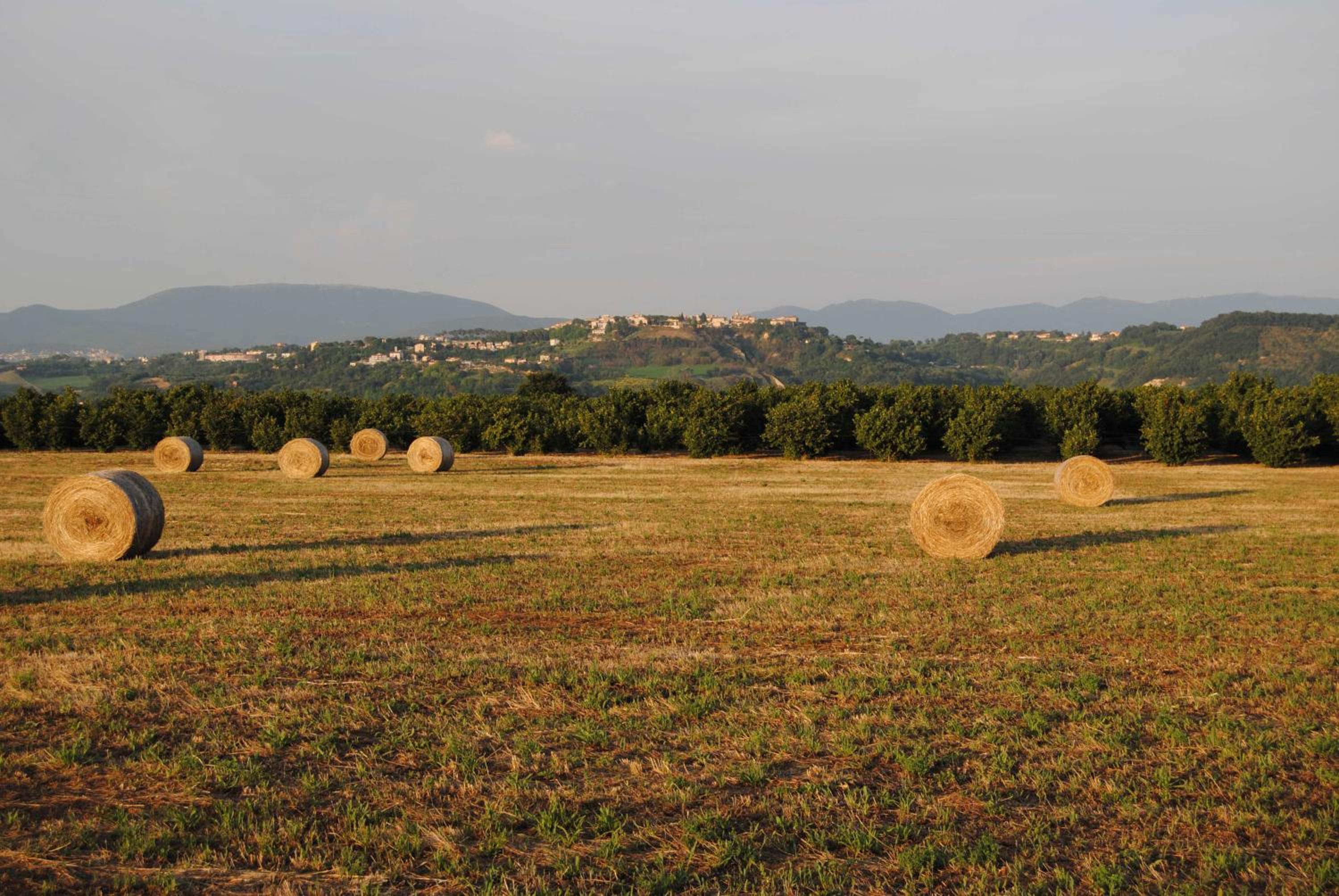 Fattoria Lucciano