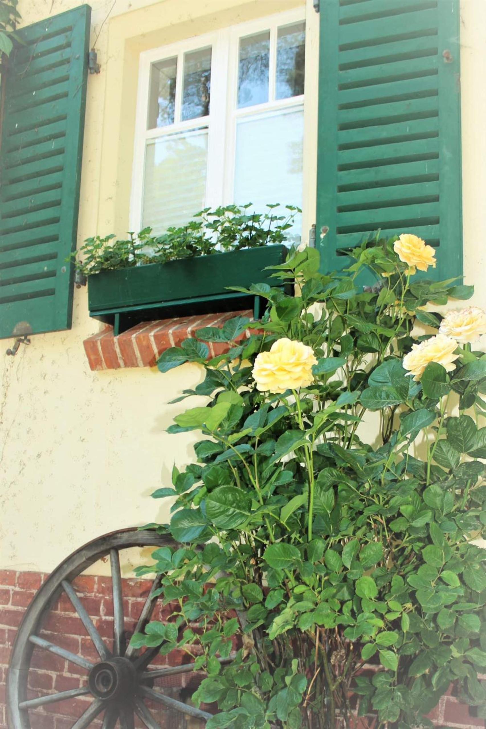 Strandvilla Hubertus Boltenhagen - Ferienwohnungen Apartment mit Parkplatz WLAN Küche Garten Grillplatz Waldbaden