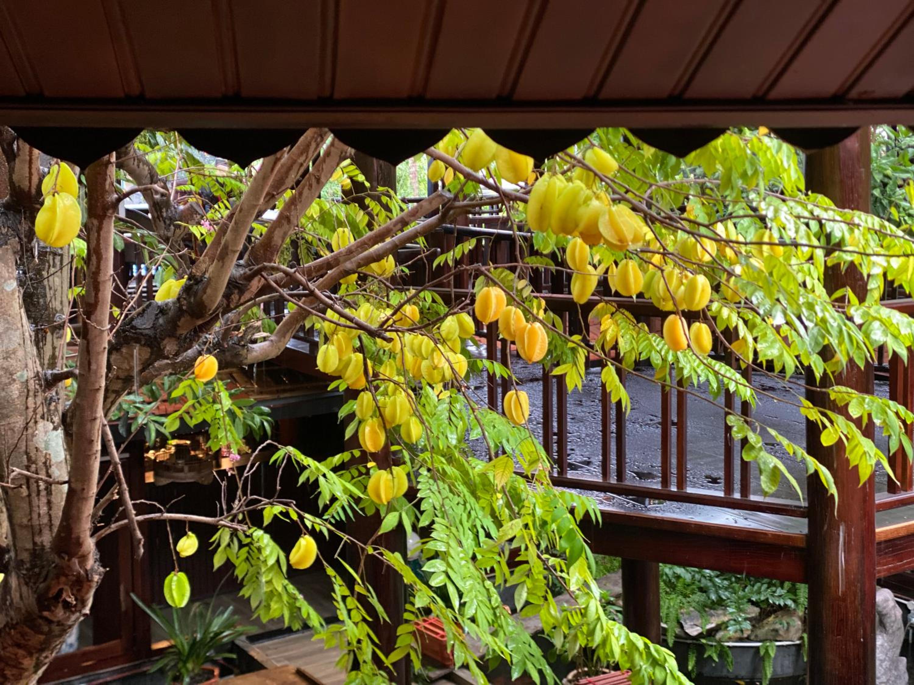 Homestay Sunny