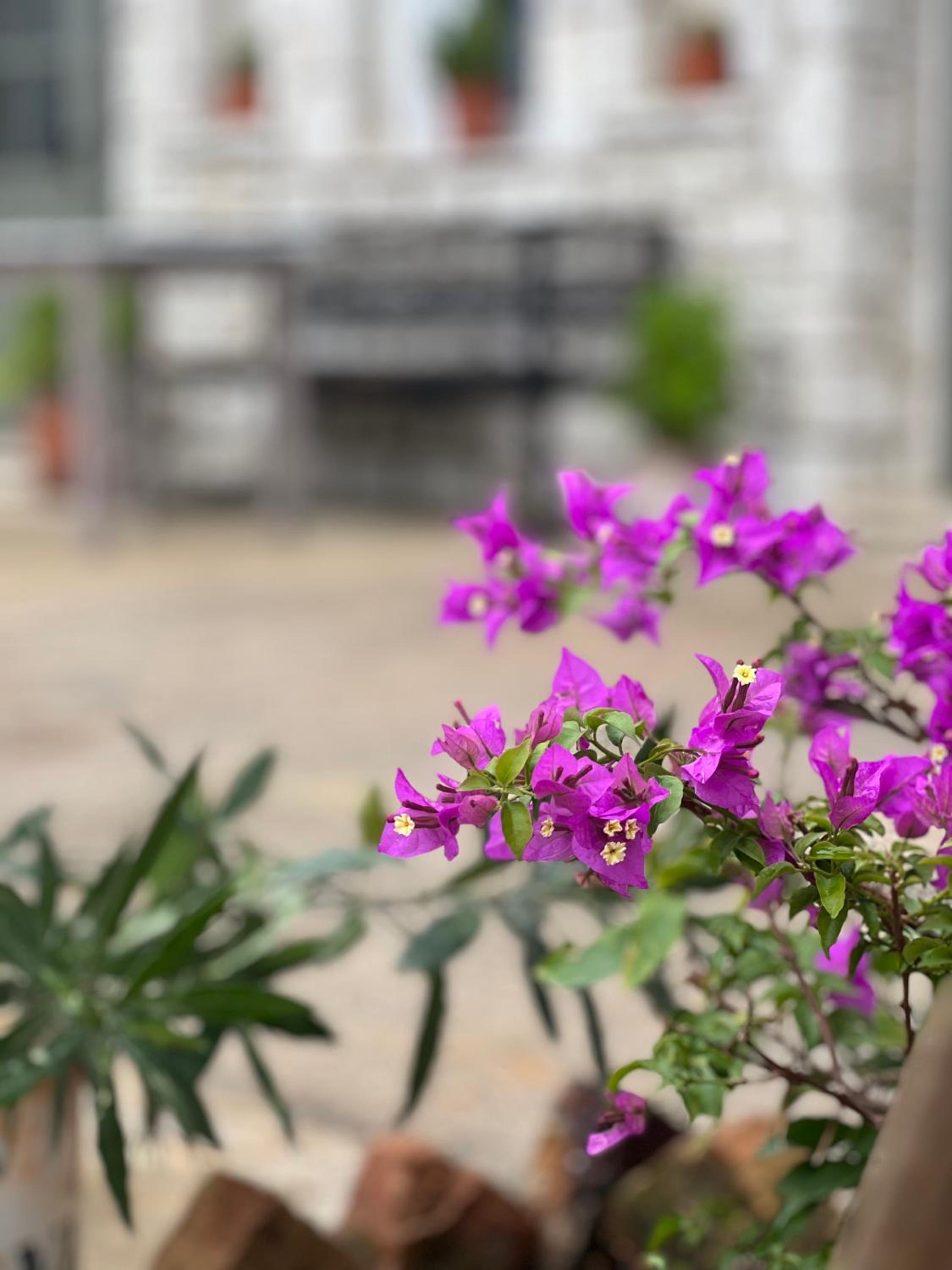 ELÉA Guesthouse himare