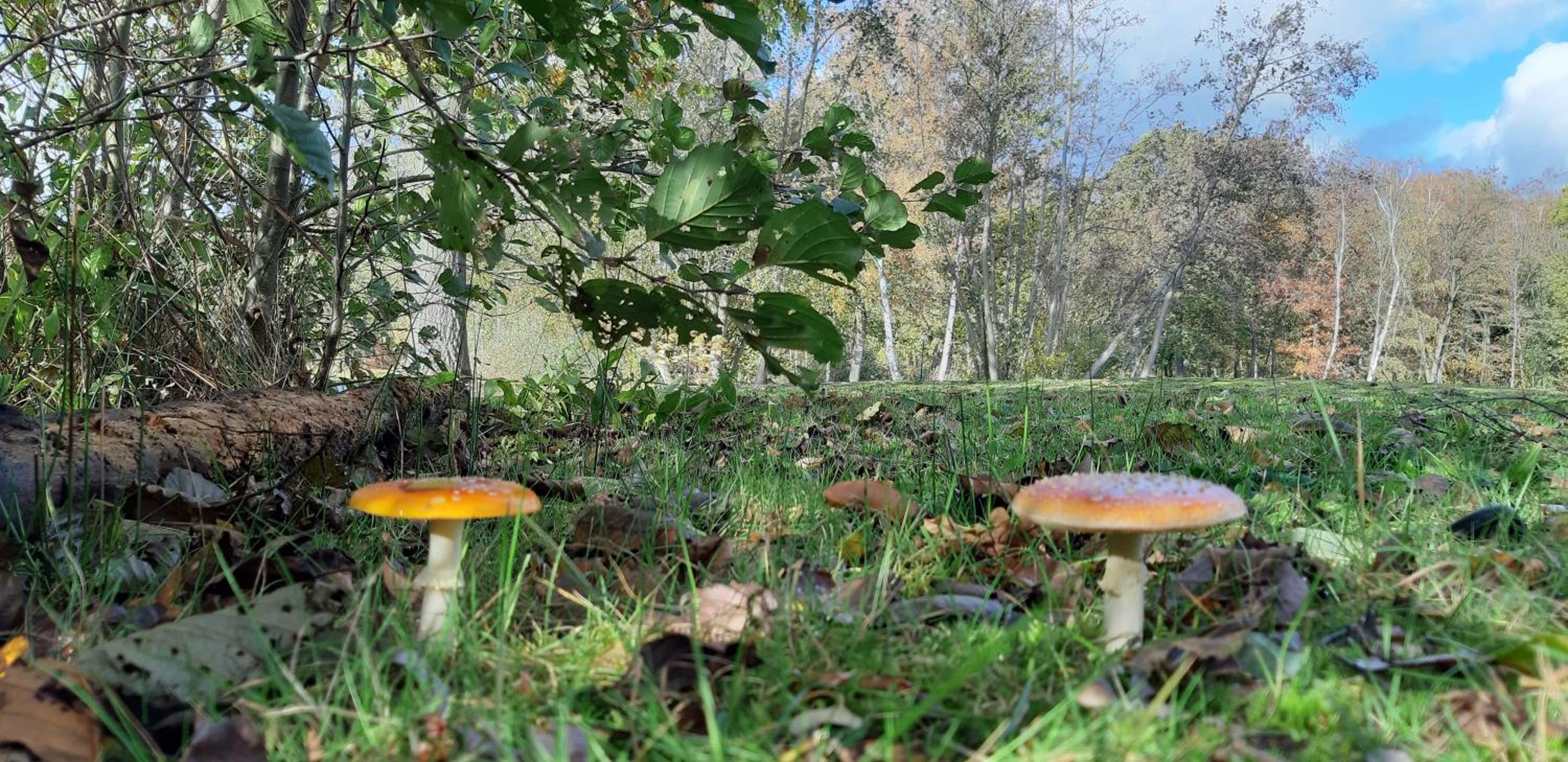 Zonnige vrijstaande bungalow in prachtige omgeving!