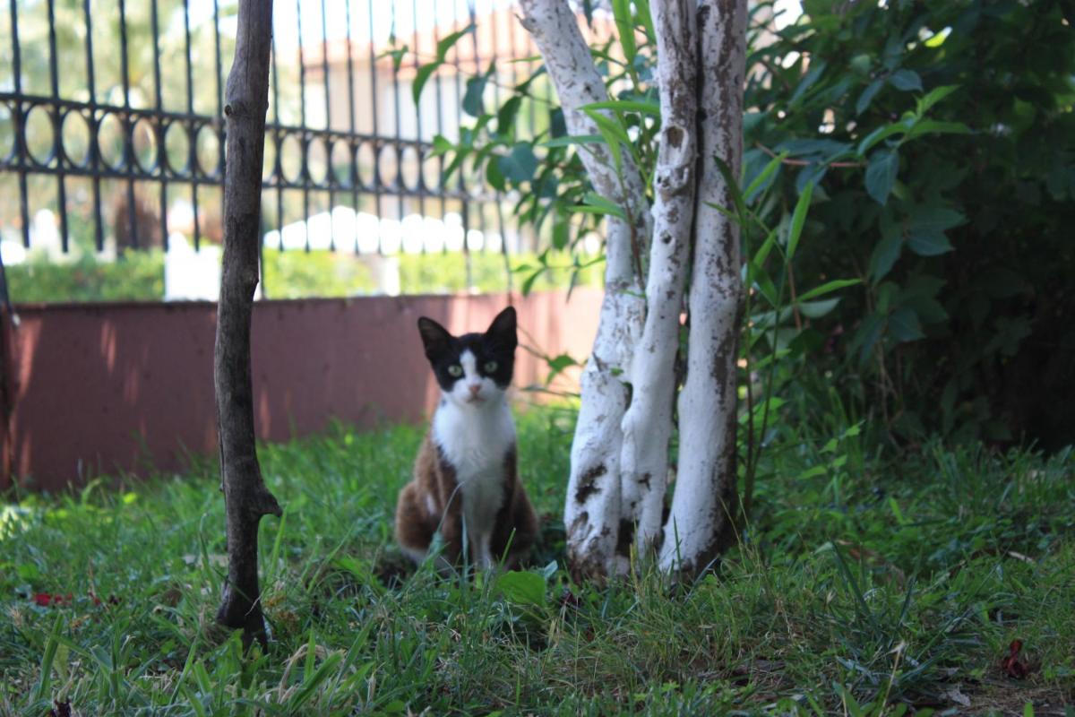Photo 22