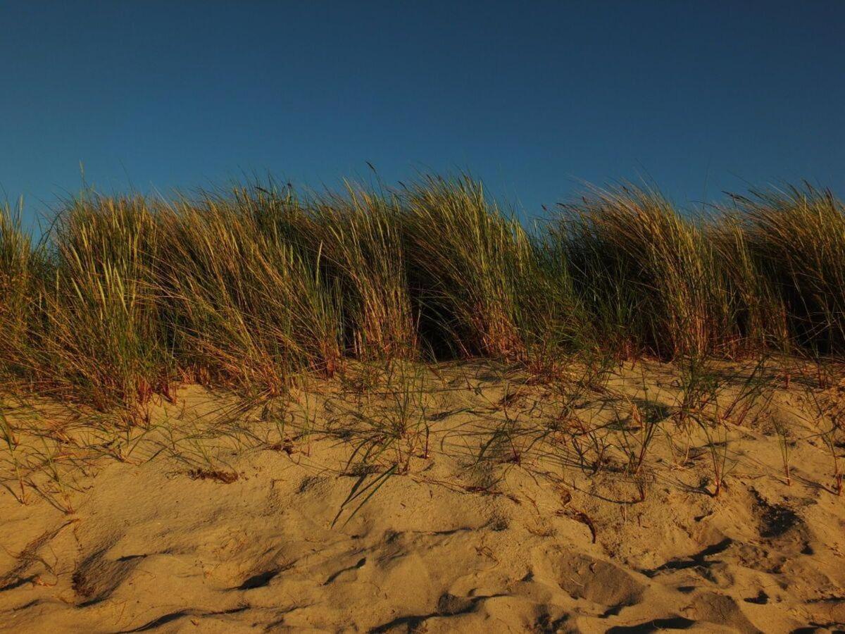 Strandgut-Reethus