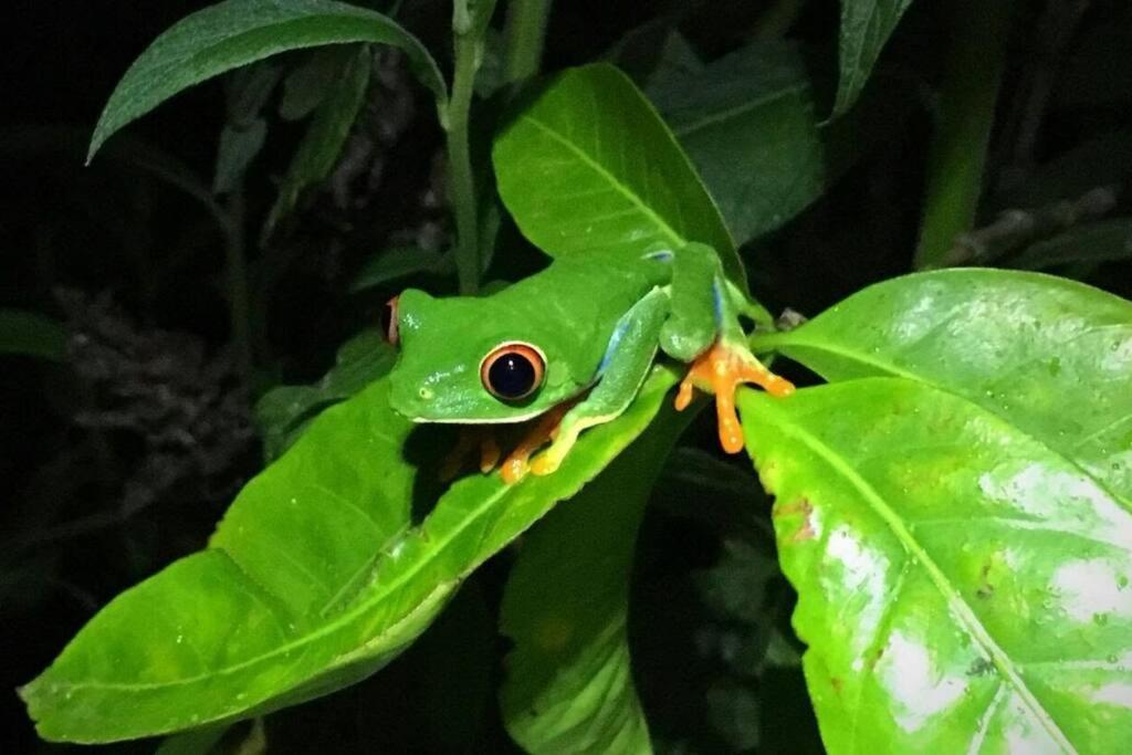 Casa Euphonia Monteverde