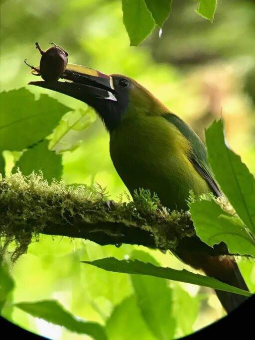 Casa Euphonia Monteverde