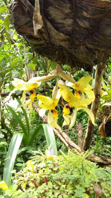 Casa Euphonia Monteverde