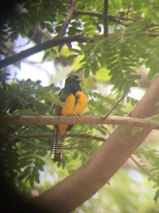 Casa Euphonia Monteverde