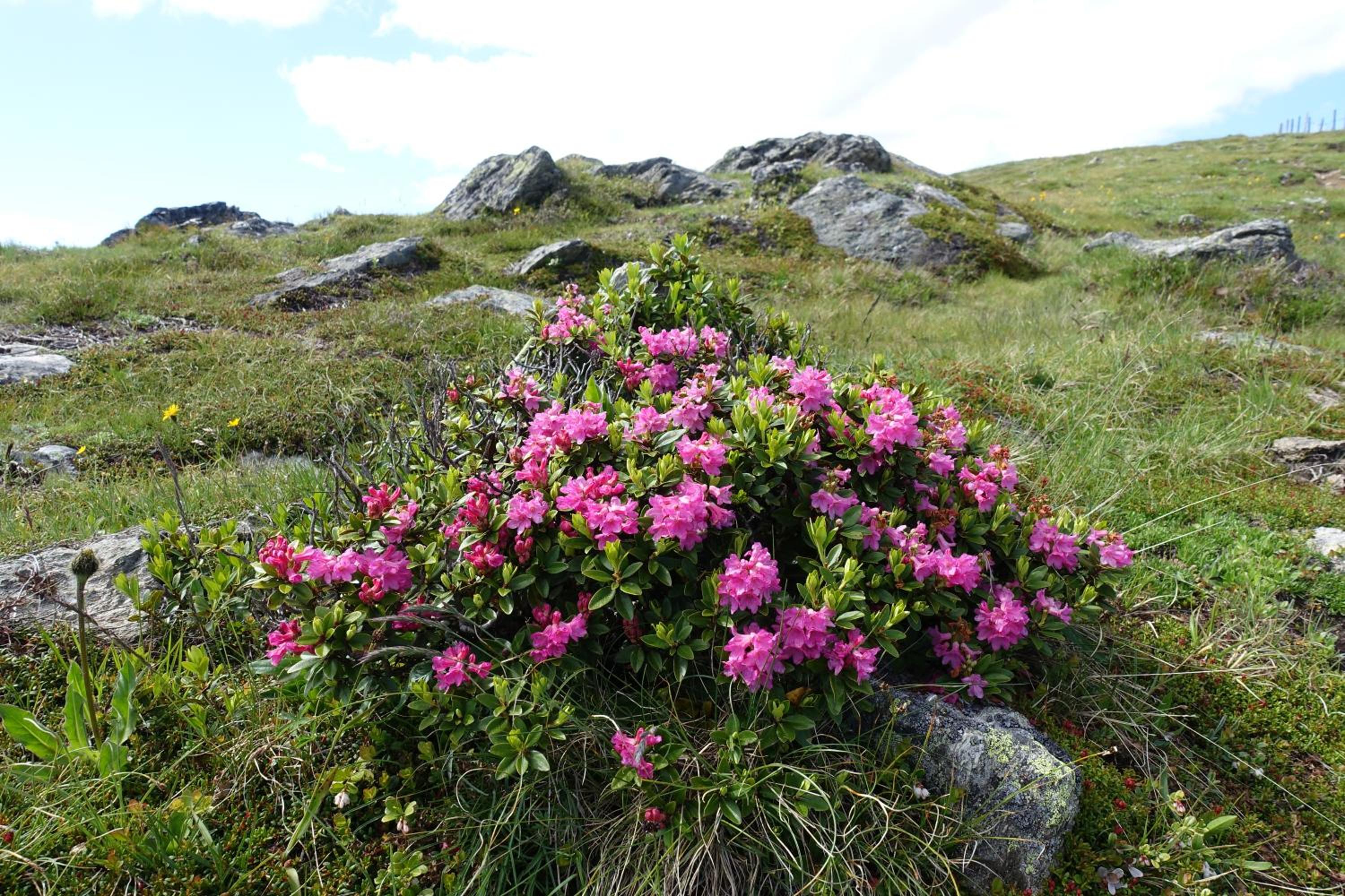 Mathehanshütte