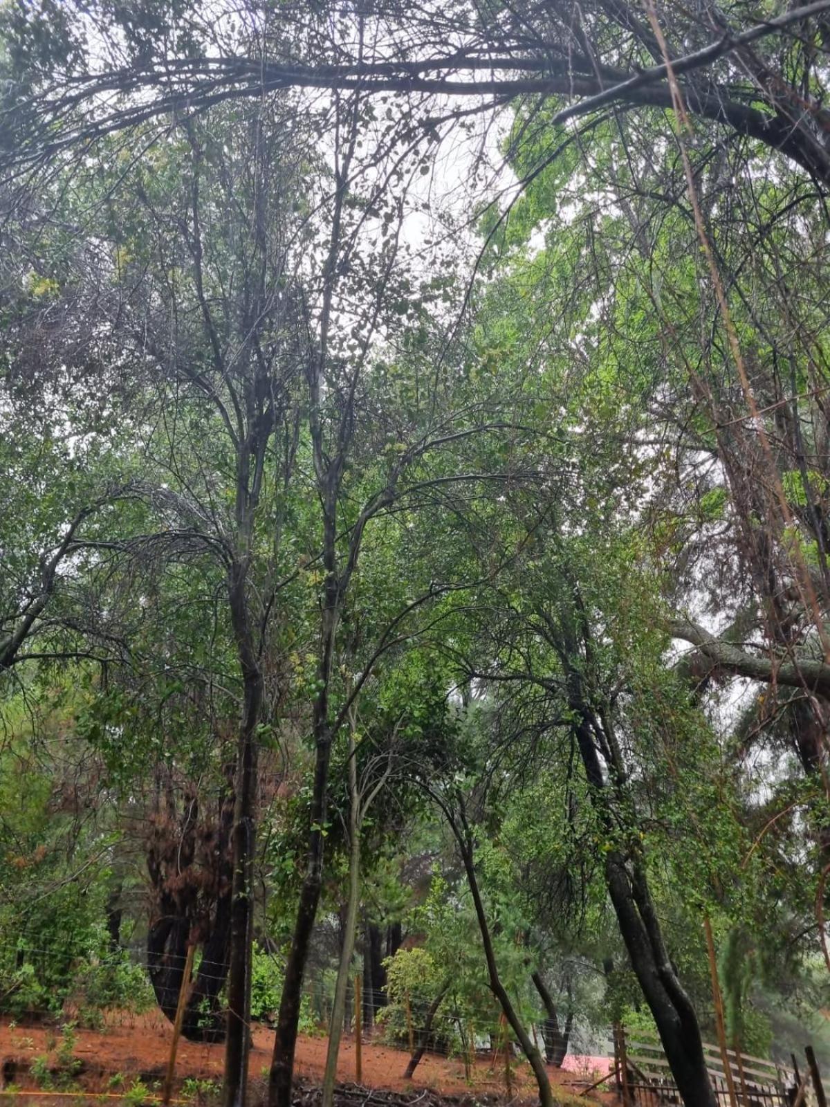 Cabañas Alto Quillay, radal siete tasas