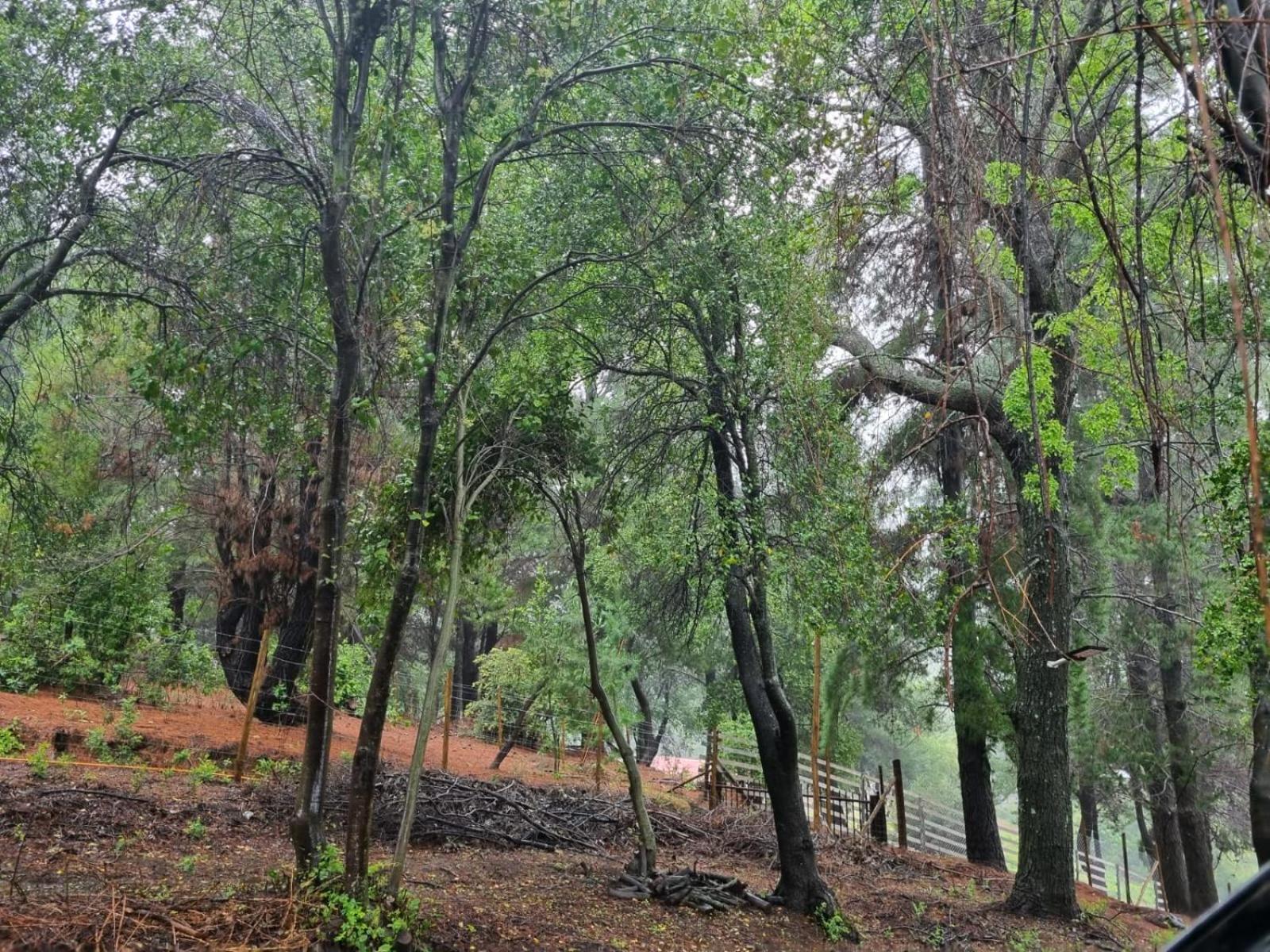Cabañas Alto Quillay, radal siete tasas