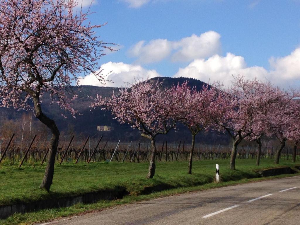 HALBSTÜCK - Ferienwohnungen am Kropsbachpark