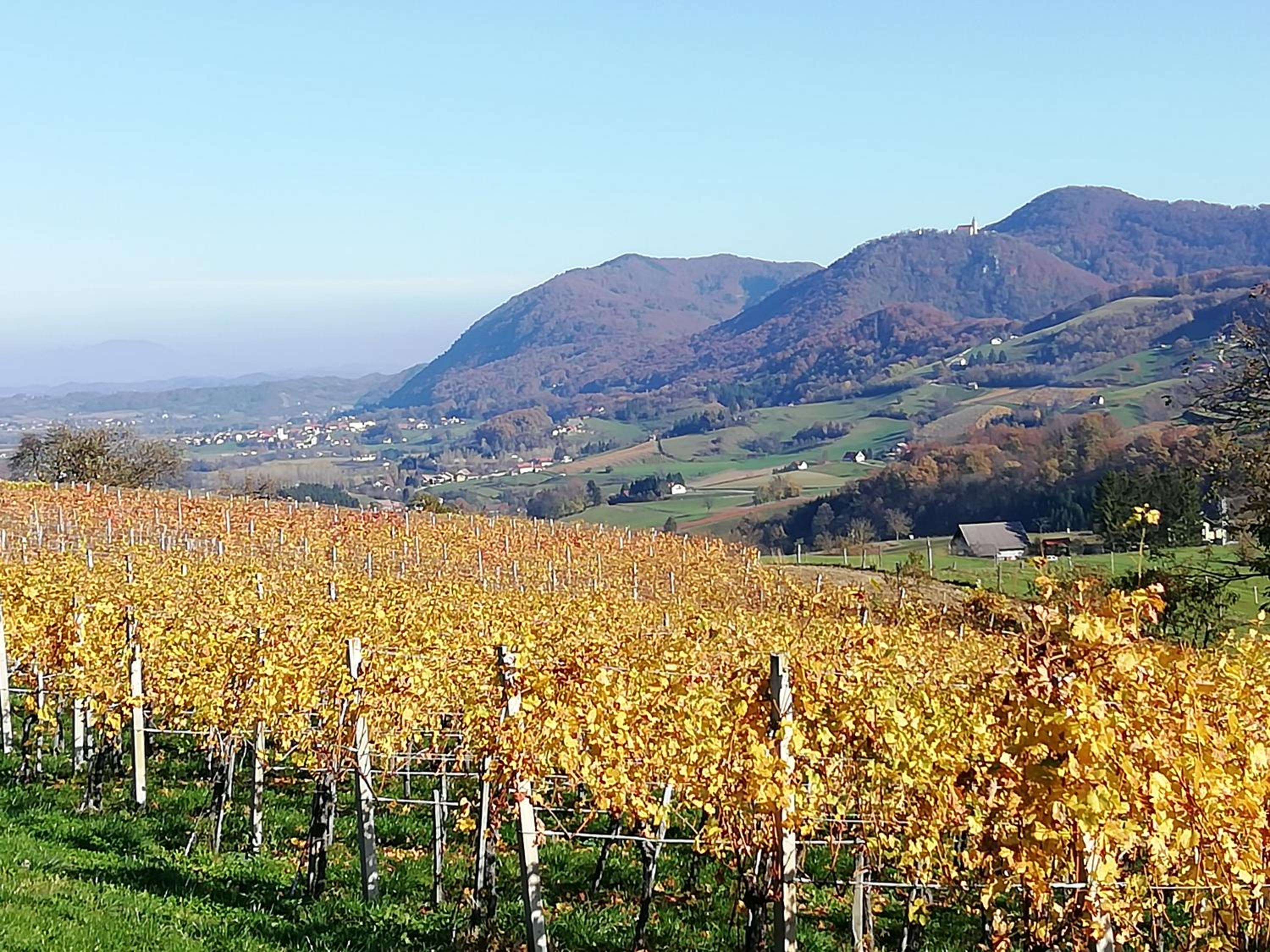 WINERY AND APARTMENTS MAROF