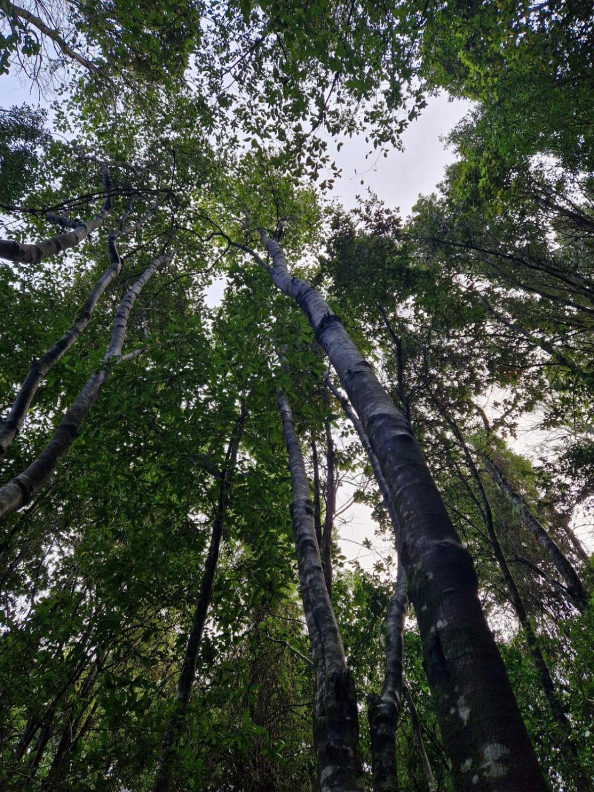 Ecos del Manantial