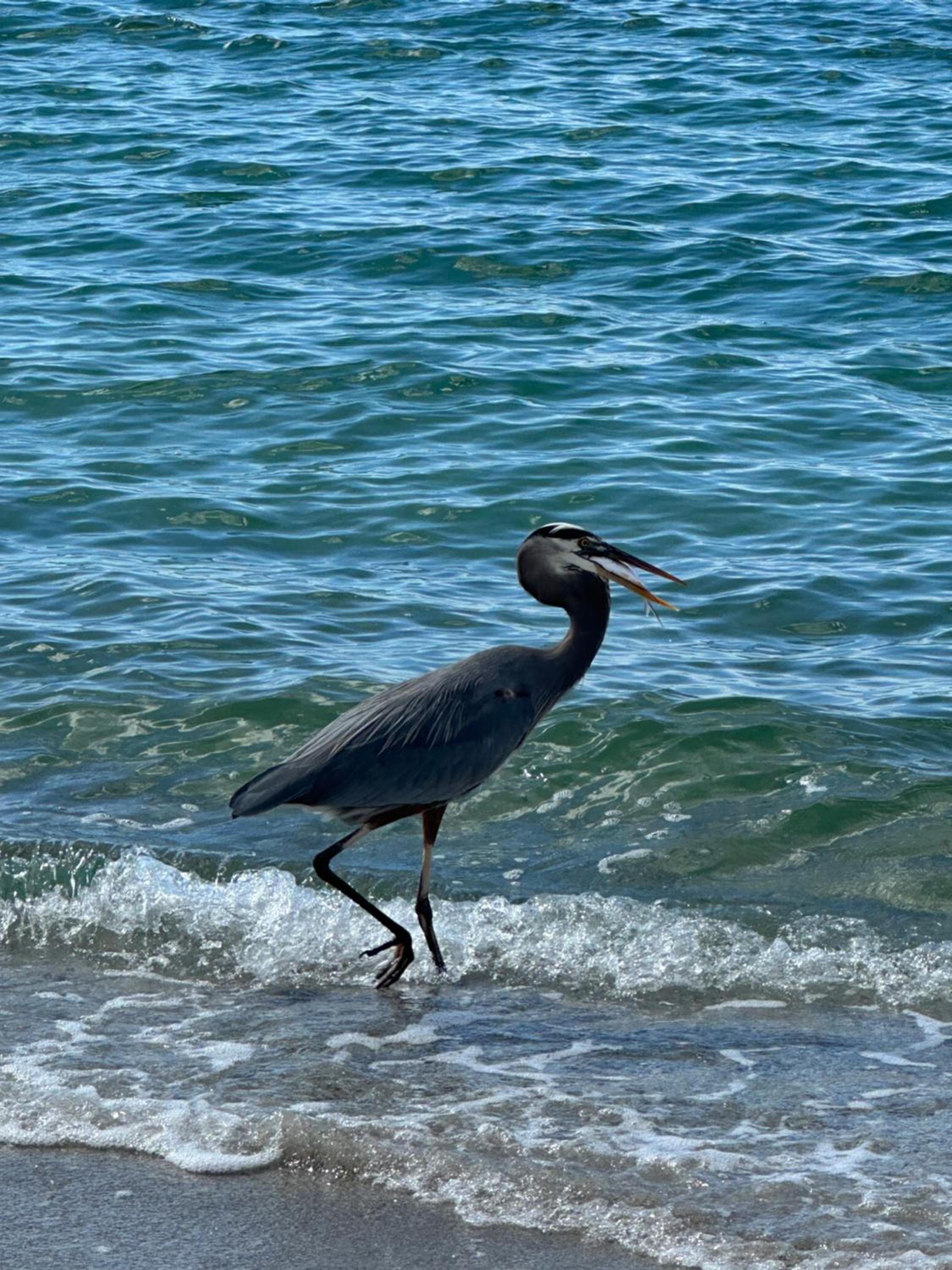 The Pearl Beach Inn