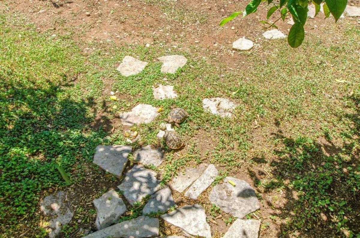 Photo 12