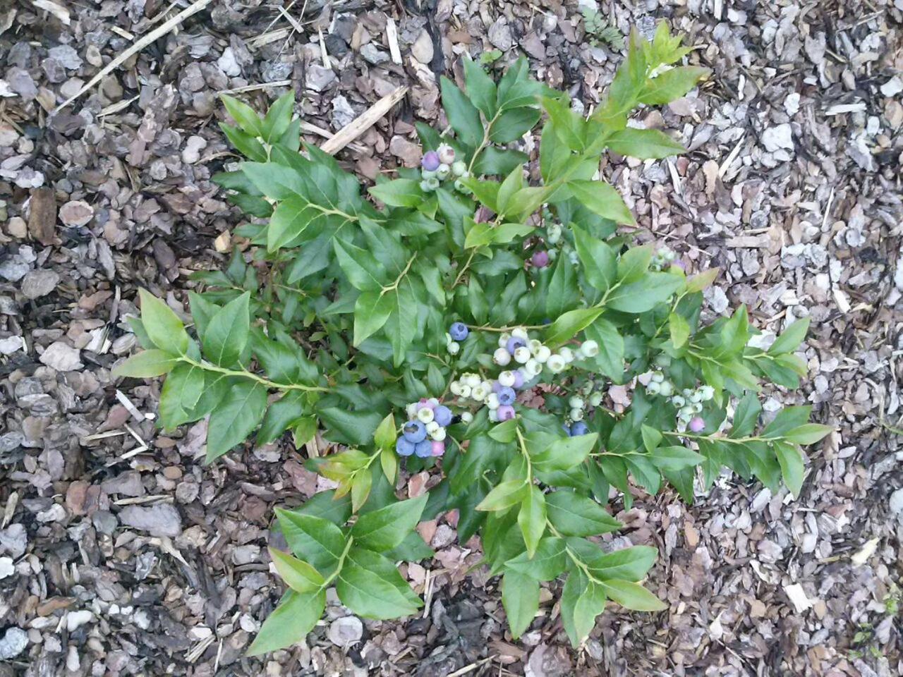 Photo 43