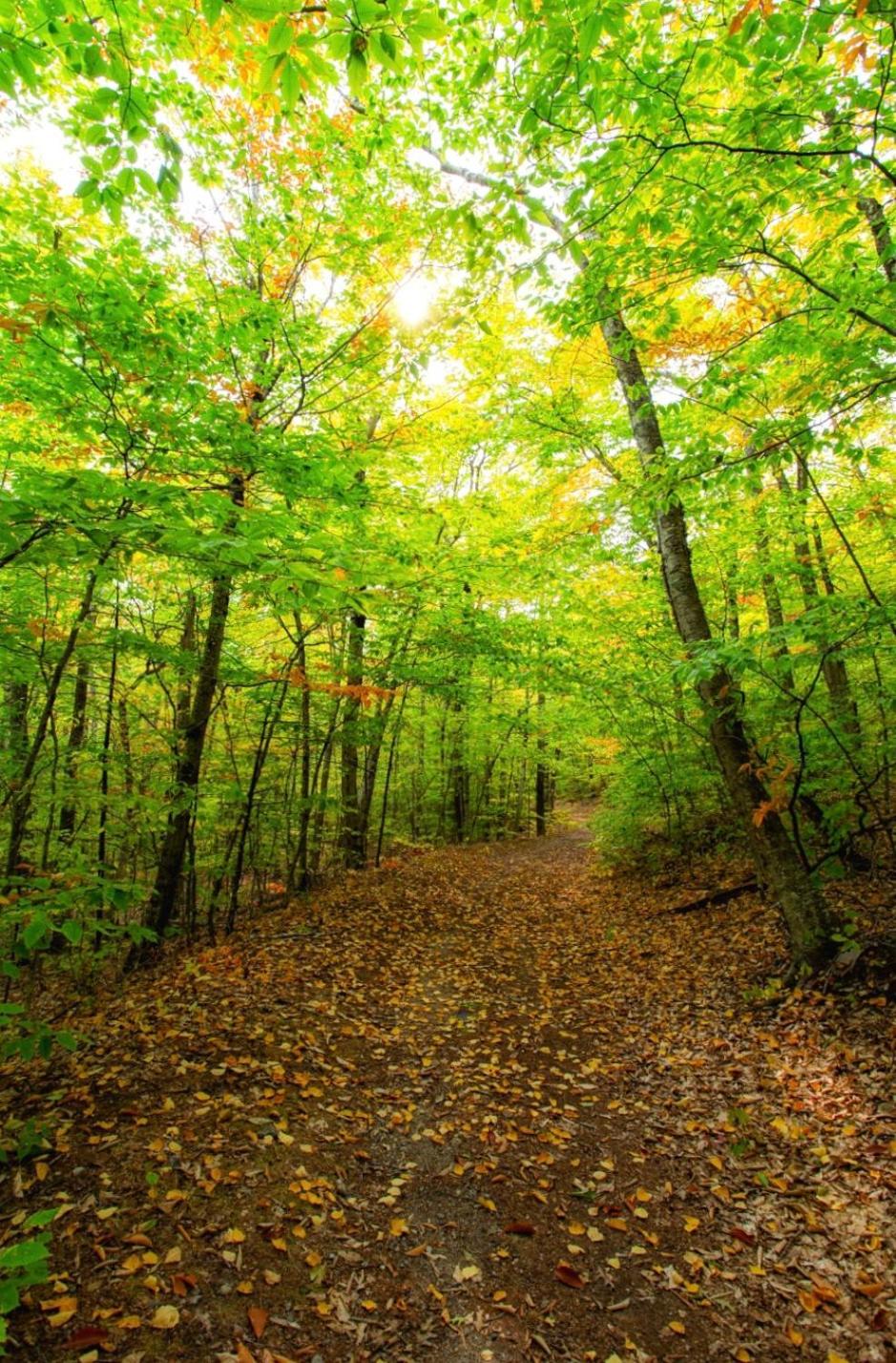 Eco Park Resort in Stepanavan Dendropark