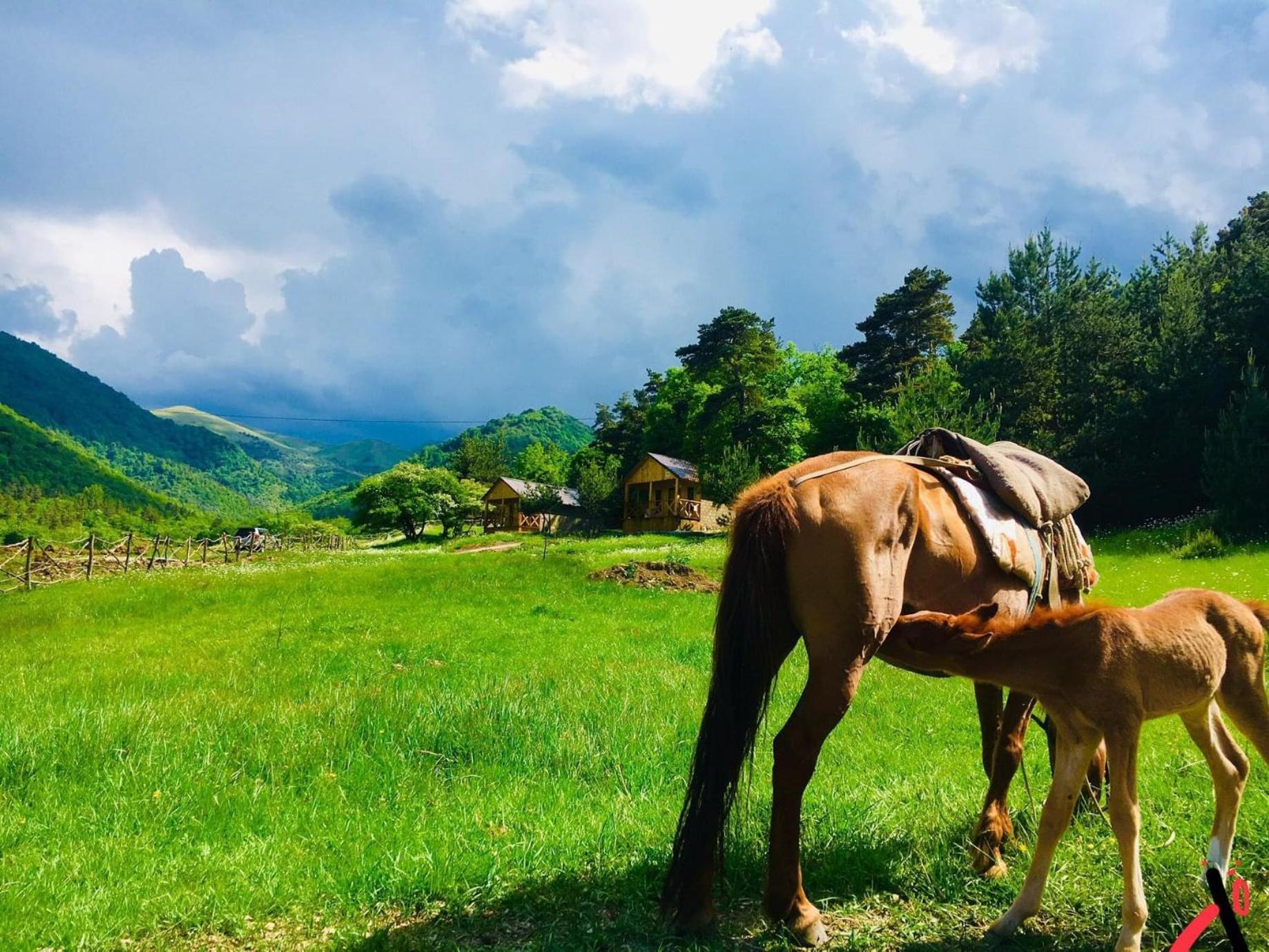 Eco Park Resort in Stepanavan Dendropark