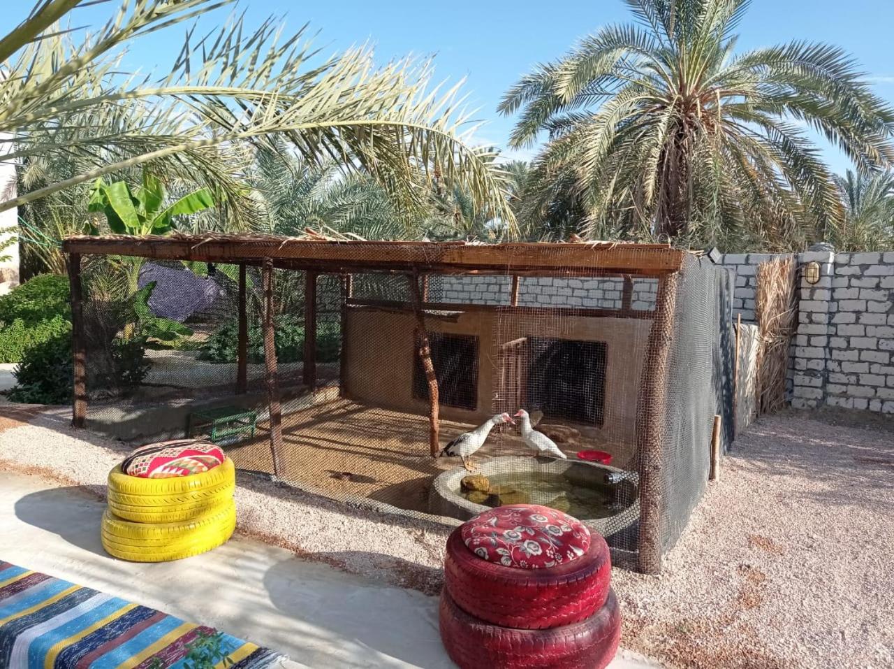 Siwa Spot - March is one of the best months in Siwa, with beautiful spring weather, pleasant sunny days, cooler peaceful nights, and a quiet oasis atmosphe