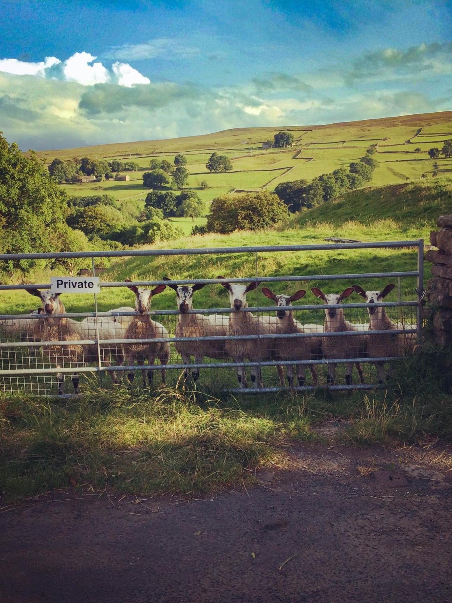 Dalesmoor