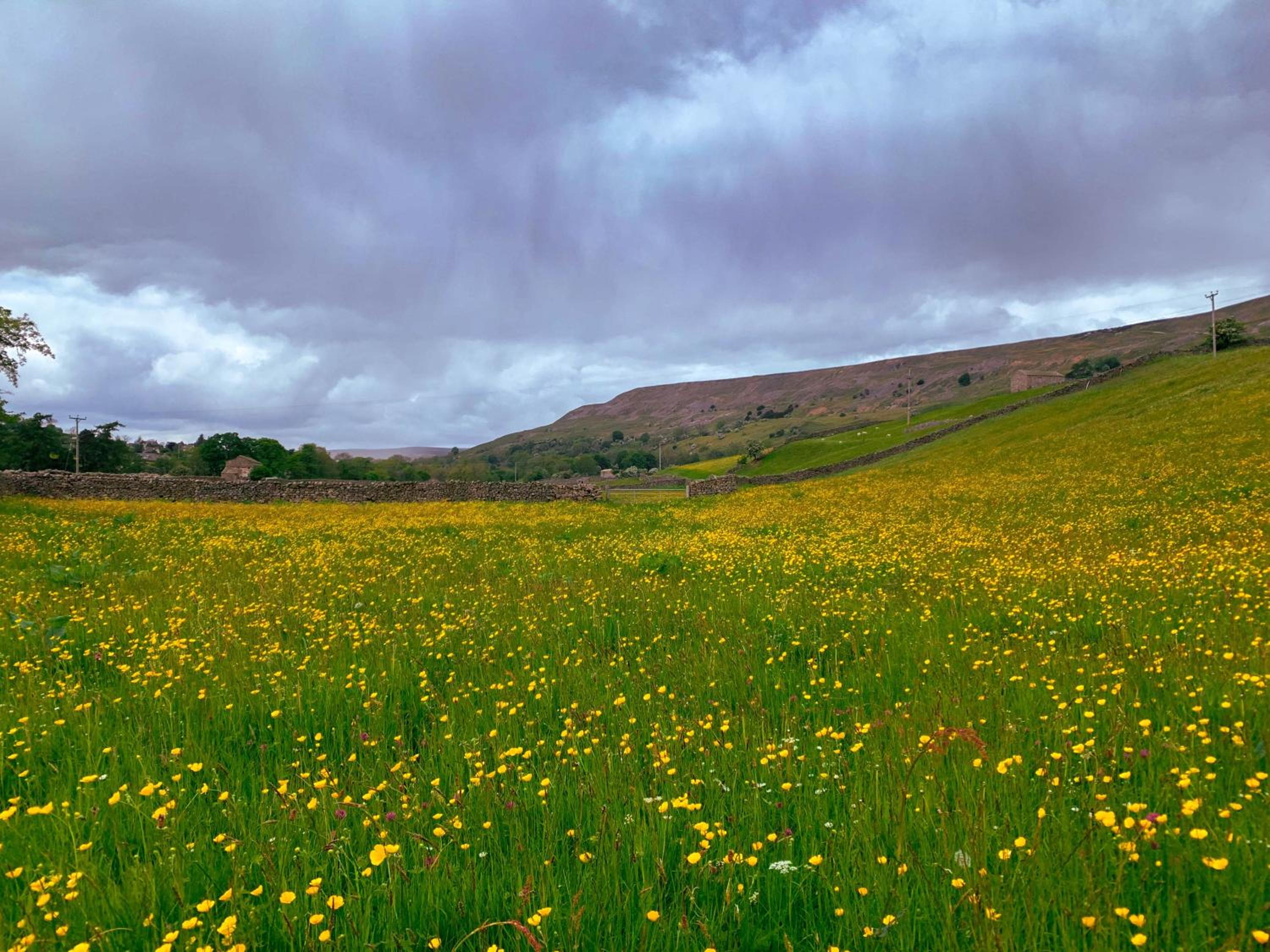 Dalesmoor
