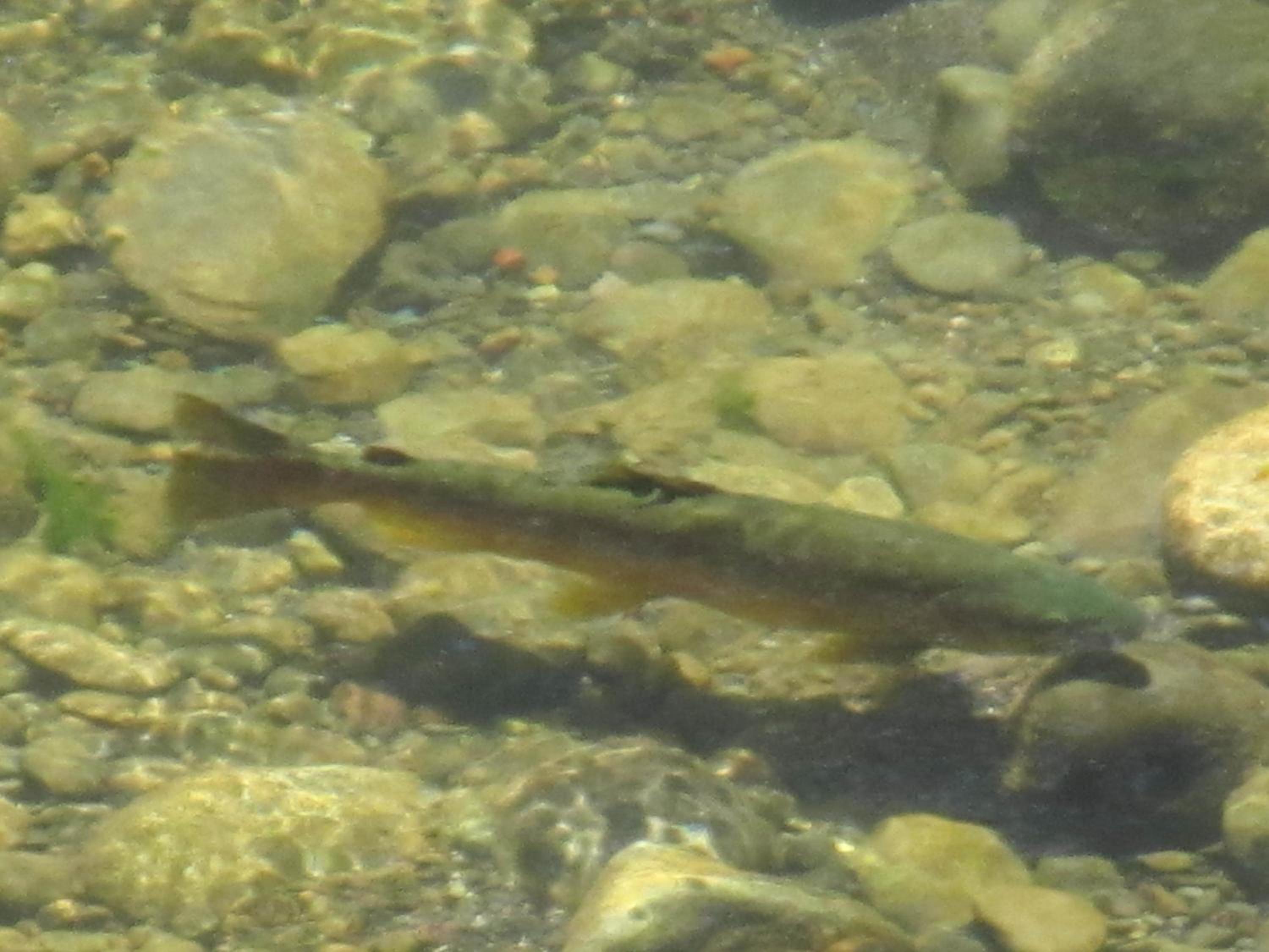Photo 48