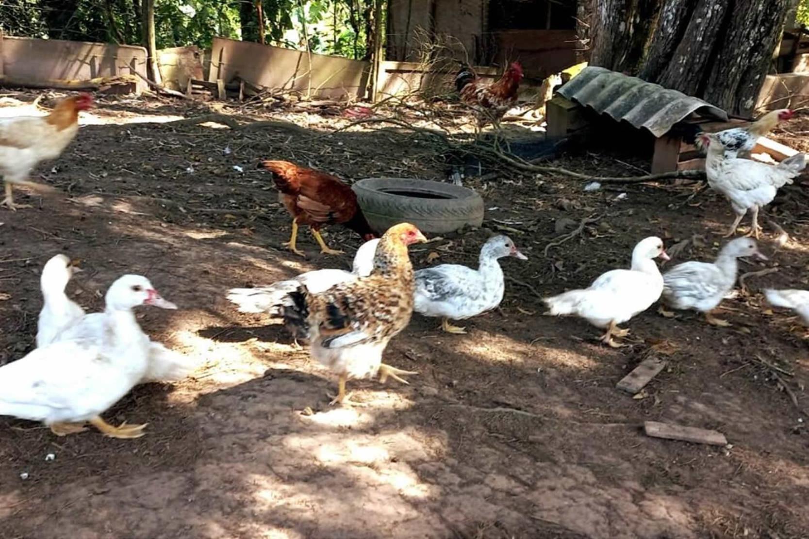 Sítio São Francisco Capacidade 30 Pessoas Juquitiba SP