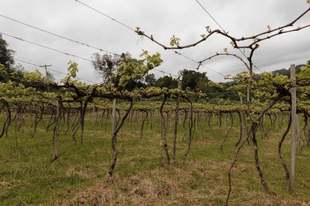 Cabanas Vinsanto