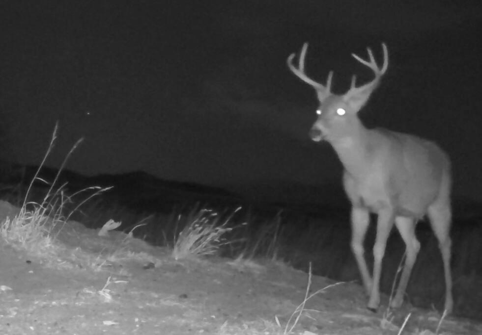 Photo 45