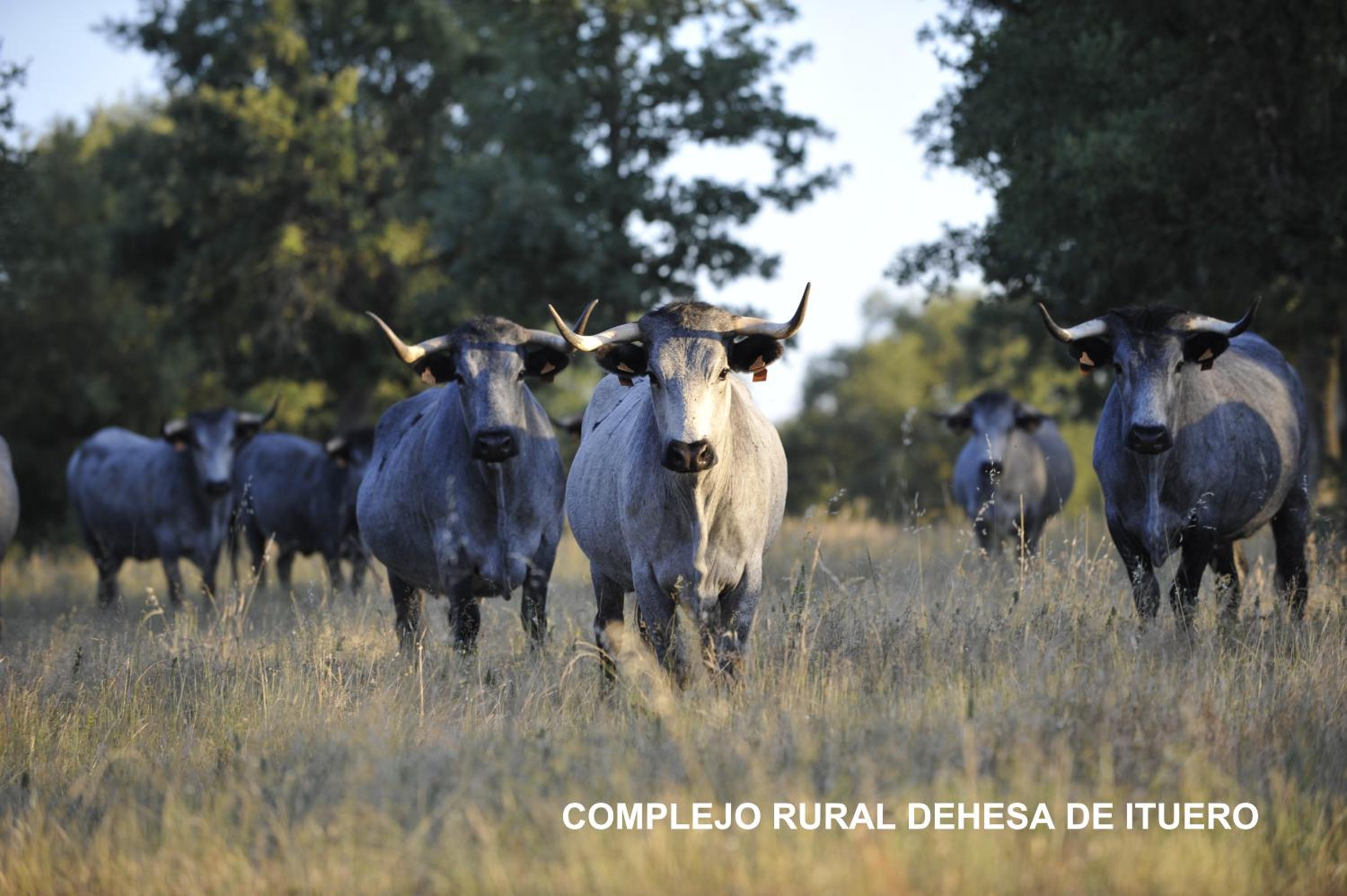 Complejo Rural Dehesa de Ituero