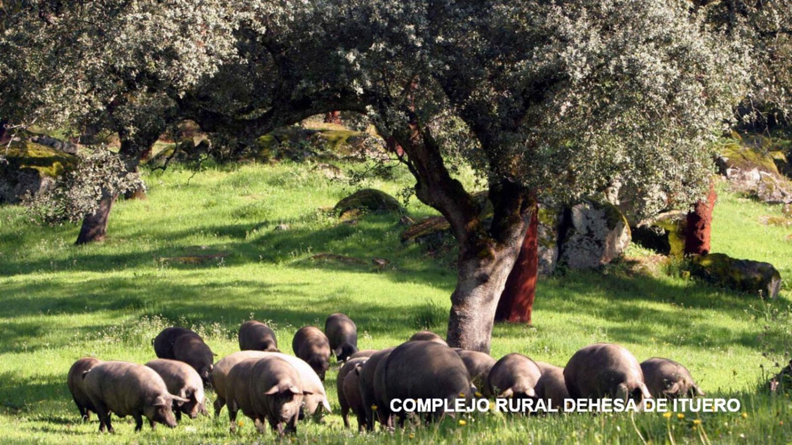 Complejo Rural Dehesa de Ituero