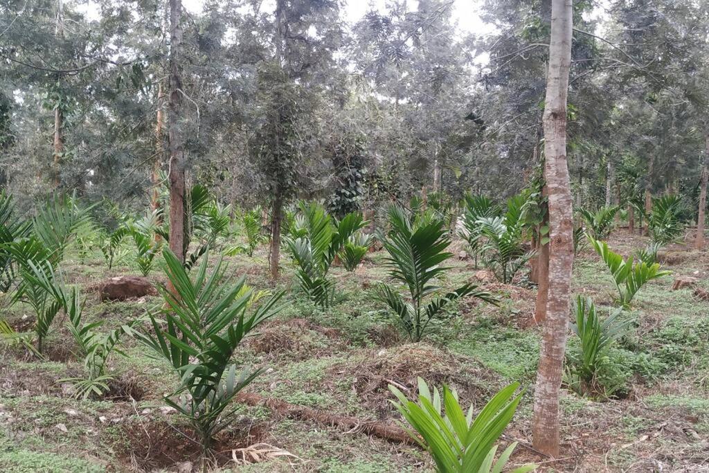 VANIKA PLANTATION
