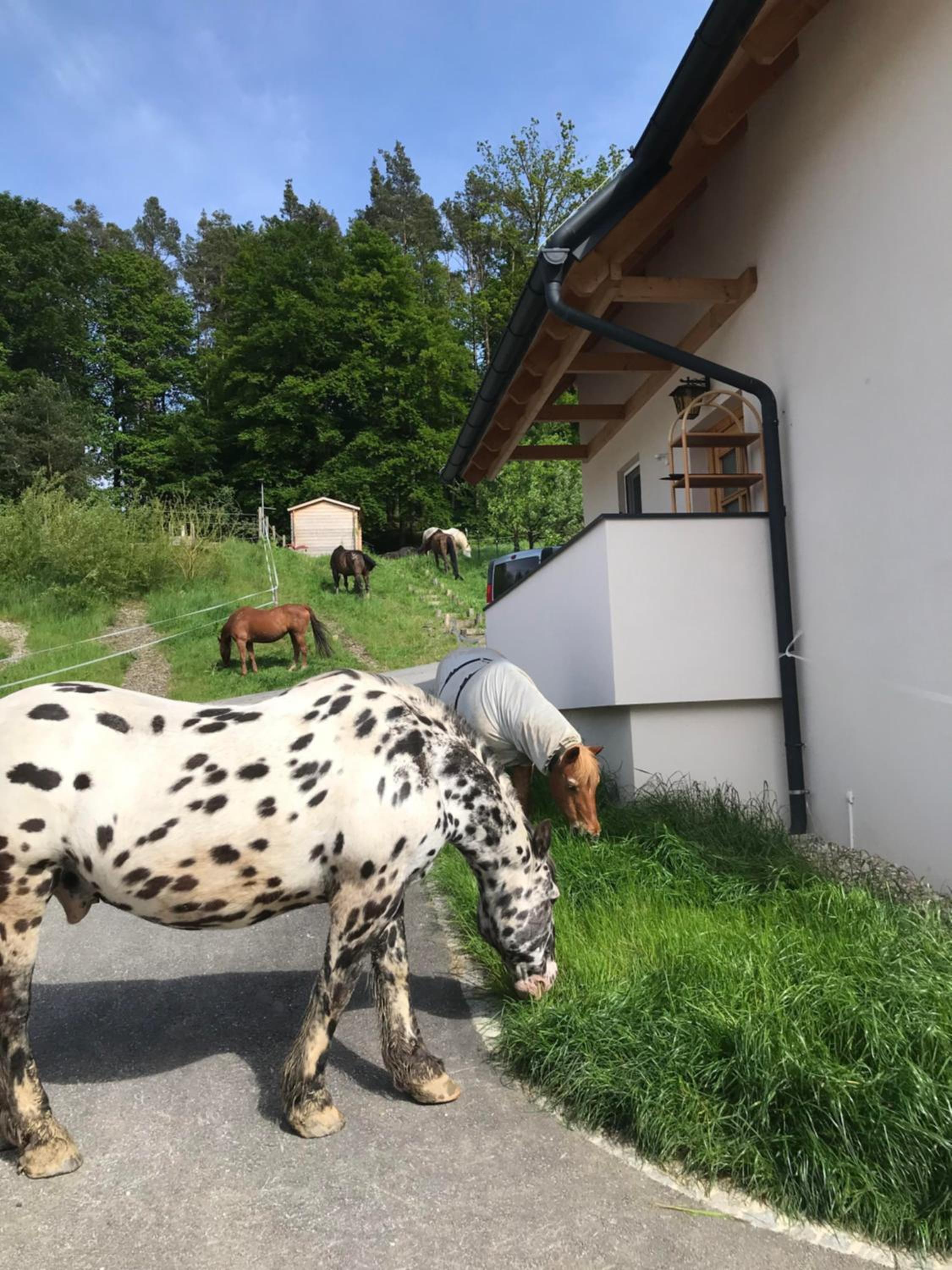 Kellerstöckl am Gut Kunterbunt