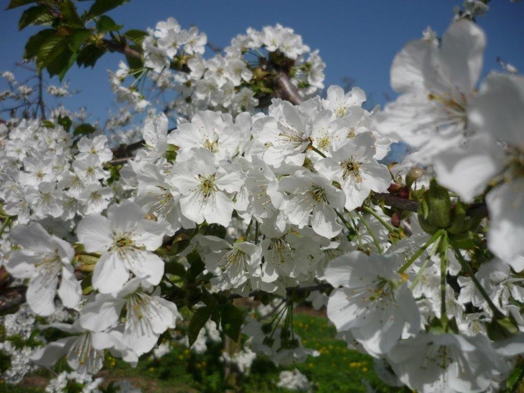 Obst- Und Ferienhof Karoline