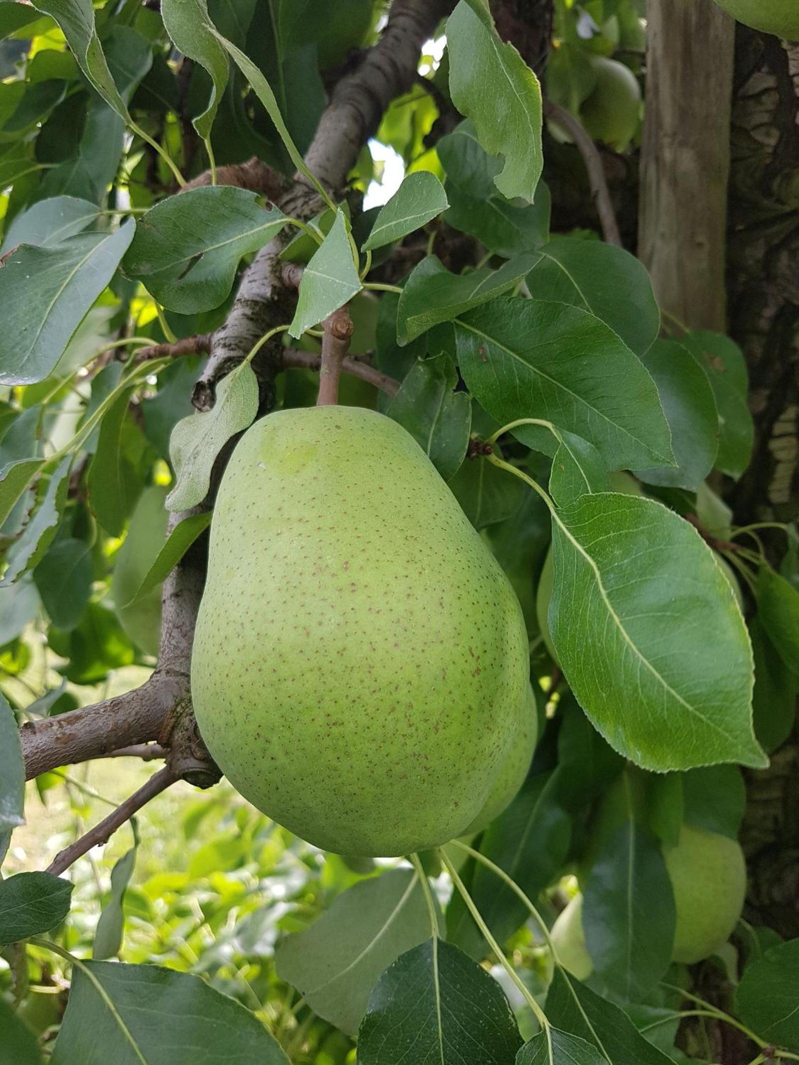 Obst- Und Ferienhof Karoline