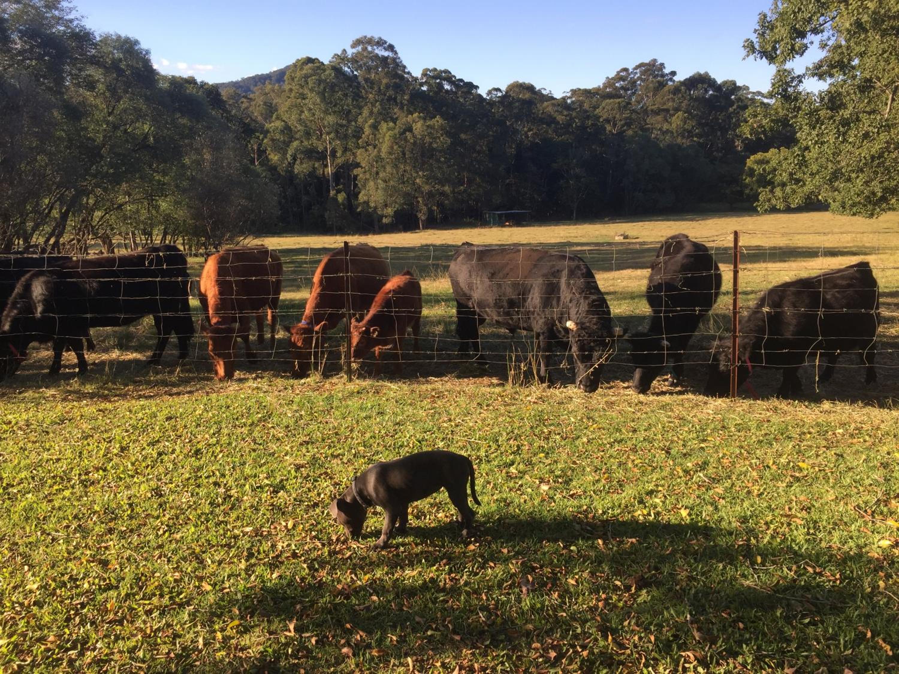 Blackwattle Farm