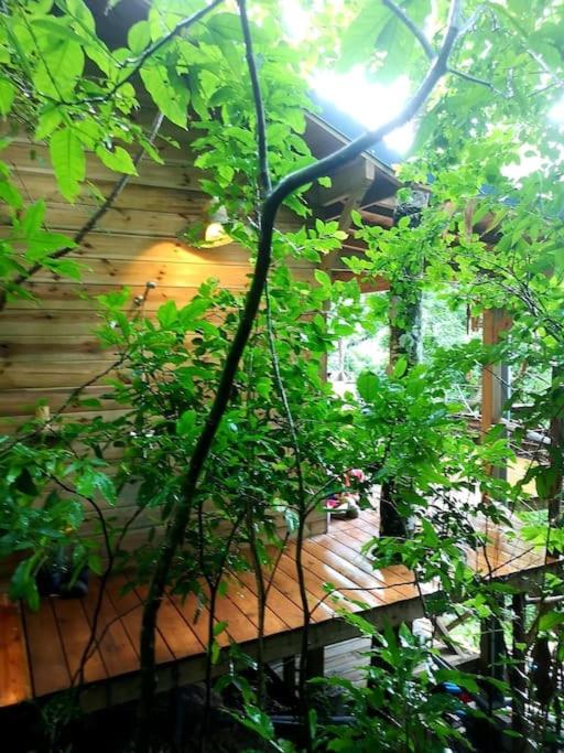 cabane entre les arbres view 5