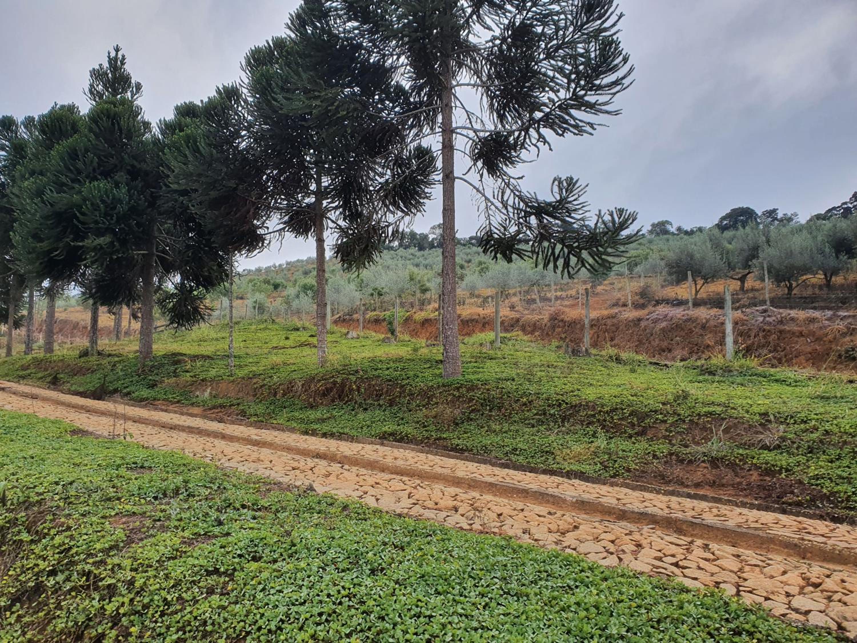 Pousada dos Olivais